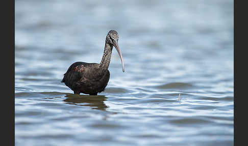 Sichler (Plegadis falcinellus)