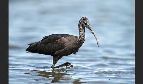 Sichler (Plegadis falcinellus)