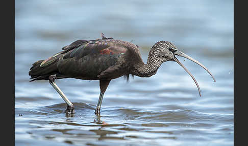 Sichler (Plegadis falcinellus)