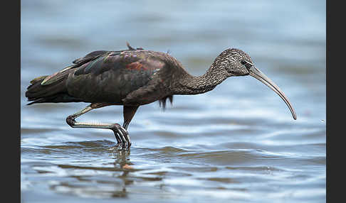 Sichler (Plegadis falcinellus)