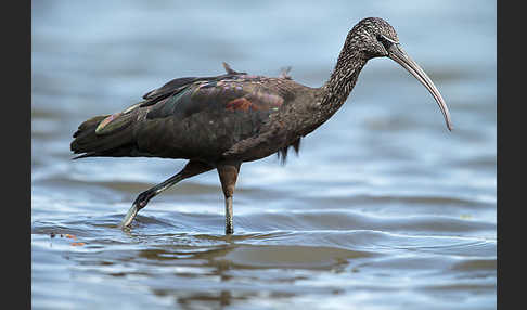 Sichler (Plegadis falcinellus)