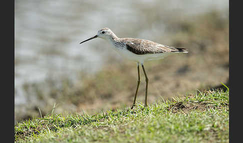 Teichwasserläufer (Tringa stagnatilis)