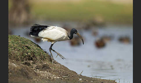 Heiliger Ibis (Threskiornis aethiopicus)