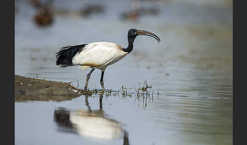 Heiliger Ibis (Threskiornis aethiopicus)