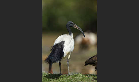 Heiliger Ibis (Threskiornis aethiopicus)