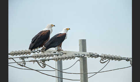 Schreiseeadler (Haliaeetus vocifer)