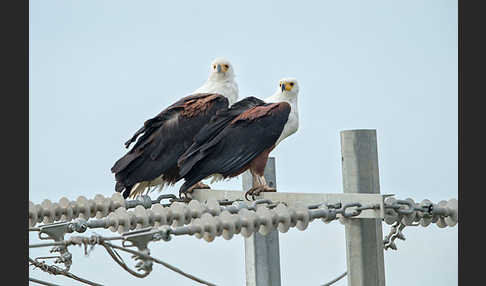 Schreiseeadler (Haliaeetus vocifer)