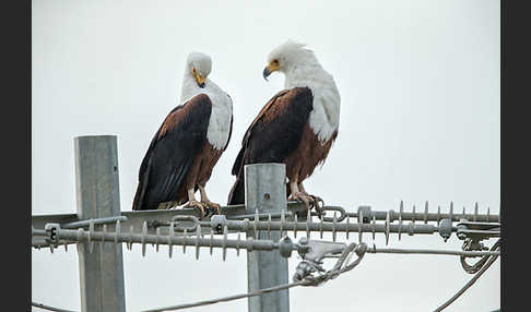 Schreiseeadler (Haliaeetus vocifer)