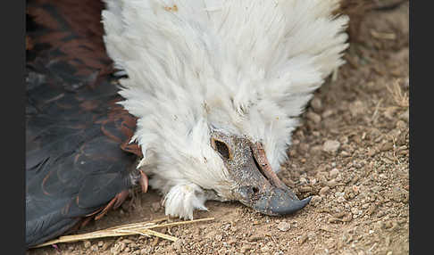 Schreiseeadler (Haliaeetus vocifer)