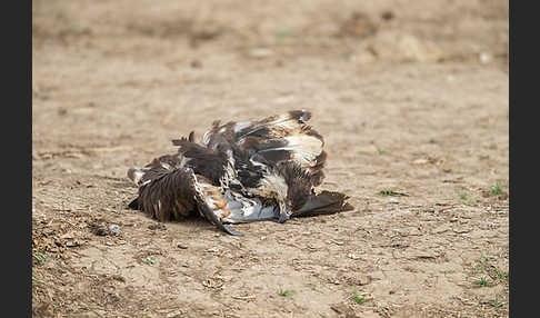 Schreiseeadler (Haliaeetus vocifer)