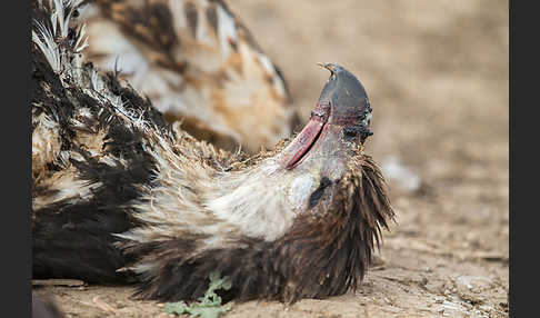 Schreiseeadler (Haliaeetus vocifer)