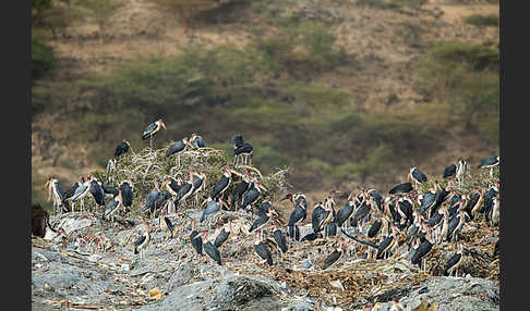 Marabu (Leptoptilos crumiferus)