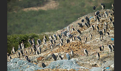 Marabu (Leptoptilos crumiferus)