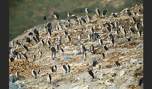 Marabu (Leptoptilos crumiferus)