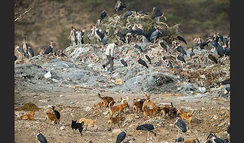 Haushund (Canis lupus familiaris)