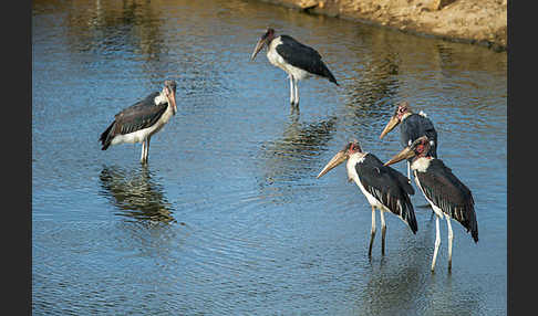 Marabu (Leptoptilos crumiferus)