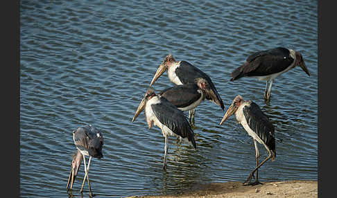 Marabu (Leptoptilos crumiferus)