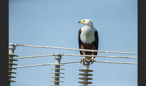 Schreiseeadler (Haliaeetus vocifer)