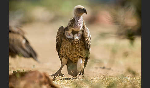 Sperbergeier (Gyps rueppellii)