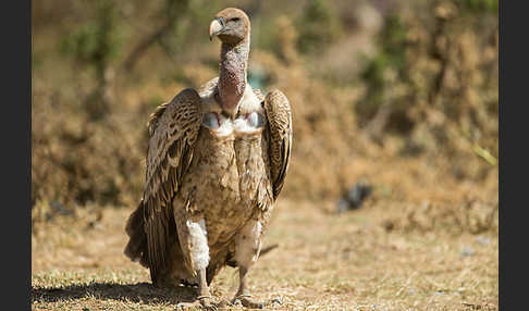 Sperbergeier (Gyps rueppellii)