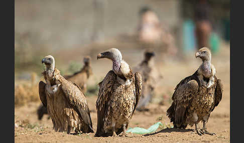 Weißrückengeier (Gyps africanus)