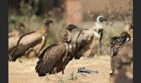 Weißrückengeier (Gyps africanus)