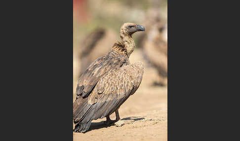 Weißrückengeier (Gyps africanus)