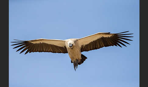 Weißrückengeier (Gyps africanus)