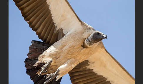 Weißrückengeier (Gyps africanus)