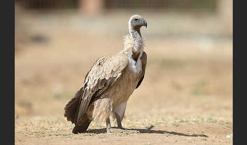 Weißrückengeier (Gyps africanus)