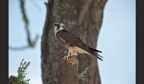 Lannerfalke sspec.2 (Falco biarmicus abyssinicus)