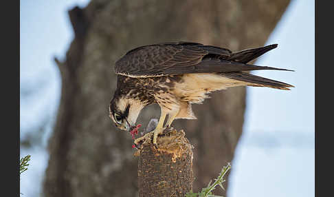 Lannerfalke sspec.2 (Falco biarmicus abyssinicus)