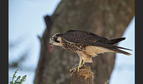 Lannerfalke sspec.2 (Falco biarmicus abyssinicus)