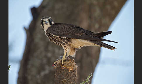 Lannerfalke sspec.2 (Falco biarmicus abyssinicus)