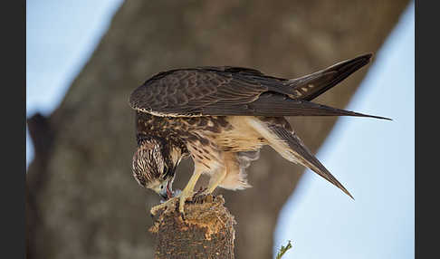 Lannerfalke sspec.2 (Falco biarmicus abyssinicus)