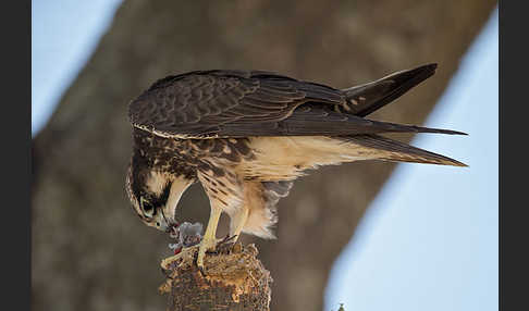 Lannerfalke sspec.2 (Falco biarmicus abyssinicus)