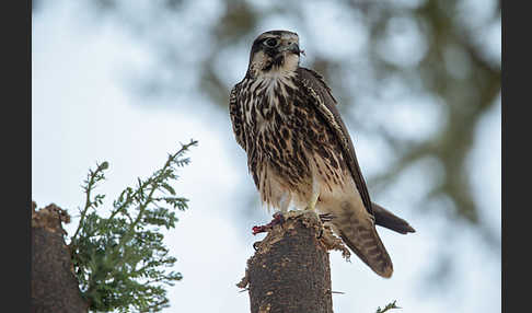 Lannerfalke sspec.2 (Falco biarmicus abyssinicus)