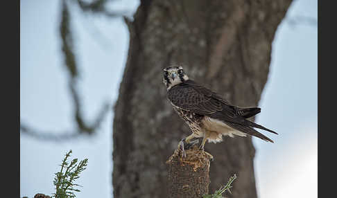 Lannerfalke sspec.2 (Falco biarmicus abyssinicus)