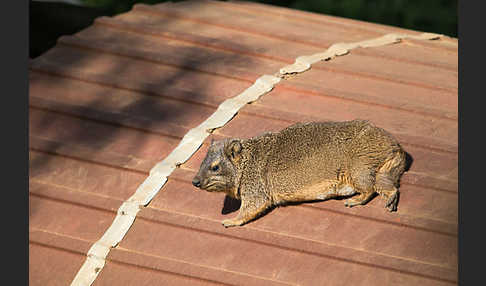 Klippschliefer (Procavia capensis)