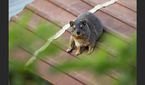 Klippschliefer (Procavia capensis)