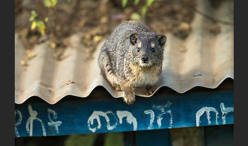 Klippschliefer (Procavia capensis)