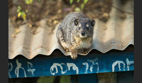 Klippschliefer (Procavia capensis)