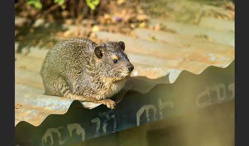 Klippschliefer (Procavia capensis)