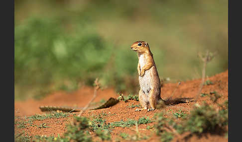 Ungestreiftes Borstenhörnchen (Xerus rutilus)