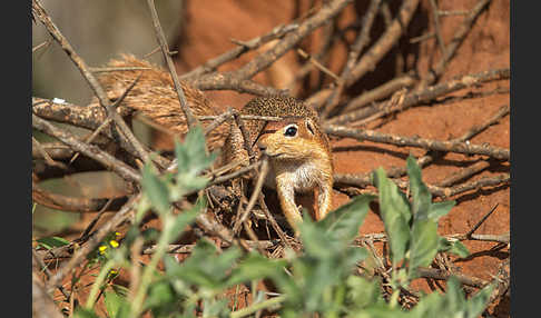 Ungestreiftes Borstenhörnchen (Xerus rutilus)