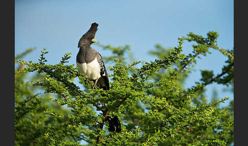 Weißbauch-Lärmvogel (Corythaixoides leucogaster)