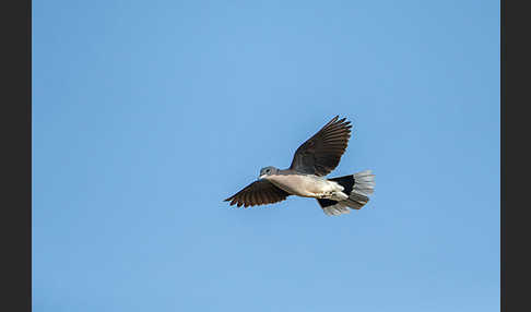 Gurrtaube (Streptopelia capicola)