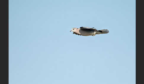 Gurrtaube (Streptopelia capicola)