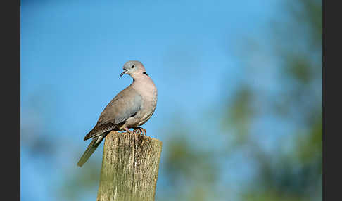 Gurrtaube (Streptopelia capicola)