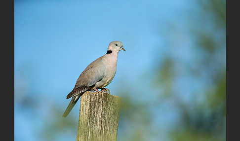 Gurrtaube (Streptopelia capicola)